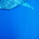 Image for article titled Review: Pentax W60 Waterproof Camera Catching Whale Sharks